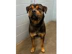Adopt Tank HW(-) a Black Rottweiler / Mixed dog in Owensboro, KY (38989775)