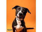 Adopt Della (in Foster) a Black American Pit Bull Terrier / Mixed dog in Kokomo