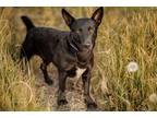 Adopt Granger a Black Corgi / Shepherd (Unknown Type) dog in Armonk