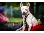 Adopt Derika a White Siberian Husky / Mixed dog in Armonk, NY (38749289)