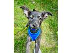 Adopt Dwain a Black Border Collie / Labrador Retriever dog in Armonk