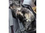 Adopt Daisy a Tortoiseshell Domestic Shorthair (short coat) cat in Sherman Oaks
