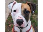 Adopt Duke a White Boxer / Mixed Breed (Medium) / Mixed (short coat) dog in Oak