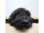 Adopt Tater D13564: No Longer Accepting Applications a Black Terrier (Unknown