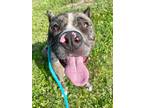 Adopt Cowboy a American Pit Bull Terrier / Catahoula Leopard Dog / Mixed dog in