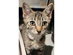 Adopt Dorothy a Domestic Shorthair / Mixed cat in Whitestone, NY (38981324)