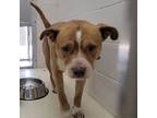 Adopt Bubba a Red/Golden/Orange/Chestnut Bull Terrier / Mixed dog in Black River