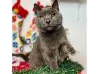 Adopt Smokey Quartz a Domestic Shorthair / Mixed (short coat) cat in Park City