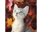 Adopt Zunday 23 a Gray or Blue Domestic Shorthair / Mixed cat in Austin
