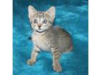 Adopt Zriday 23 a Brown or Chocolate Domestic Shorthair / Mixed cat in Austin