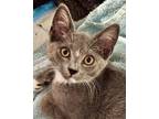 Adopt Sophia a Domestic Shorthair / Mixed cat in Whitestone, NY (38981327)