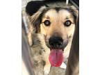 Adopt Donny a Black Sheltie, Shetland Sheepdog / Labrador Retriever dog in