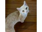 Adopt Peaches a Tan or Fawn Tabby Domestic Shorthair / Mixed cat in Washington