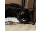Adopt Keeley a All Black Domestic Shorthair / Mixed cat in Chesapeake
