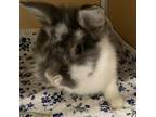 Adopt Cashmere a Lionhead / Mixed rabbit in Chesapeake, VA (38985554)