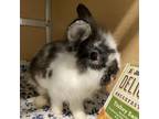 Adopt Silk a Lionhead / Mixed rabbit in Chesapeake, VA (38985552)