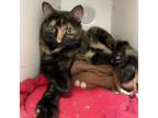 Adopt Raven a Tortoiseshell Domestic Shorthair / Mixed cat in Phoenix