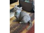 Adopt Earl Grey a Domestic Mediumhair / Mixed (long coat) cat in Oakdale