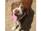 Adopt Bruce 22 a Labrador Retriever / Hound (Unknown Type) / Mixed dog in