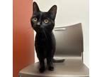 Adopt Cecilia a All Black Domestic Shorthair / Domestic Shorthair / Mixed cat in