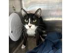 Adopt Rock a All Black Domestic Shorthair / Mixed cat in El Paso, TX (38740875)