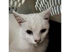 Adopt Hoover a White Domestic Mediumhair / Mixed cat in Fairport, NY (38981036)