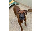 Adopt Thorpe a Tan/Yellow/Fawn Boxer / Mixed dog in Austin, TX (38864313)