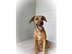 Adopt Nyla a Brown/Chocolate Mixed Breed (Medium) / Mixed dog in Sylva