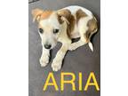 Adopt ARIA a Red/Golden/Orange/Chestnut - with White Jack Russell Terrier /