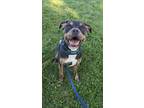 Adopt Chaka 56 a Black American Pit Bull Terrier / Rottweiler / Mixed dog in