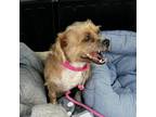 Adopt Brownie a Brown/Chocolate Mixed Breed (Small) / Mixed dog in Flintstone