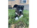 Adopt Leona a Black - with White Pit Bull Terrier dog in Howey in the Hills