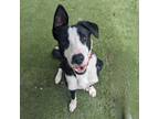 Adopt John a Border Collie / Mixed dog in Aberdeen, WA (38795459)