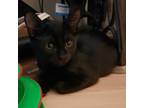 Adopt Stephen King a All Black Domestic Shorthair / Mixed cat in Los Angeles