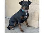 Adopt Vanessa a Black Terrier (Unknown Type, Medium) / Rottweiler dog in Alvin