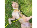 Adopt Buck a Tan/Yellow/Fawn - with White Pit Bull Terrier / Mixed dog in