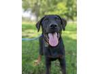 Adopt Tux a Labrador Retriever dog in Berkeley Heights, NJ (38967217)