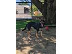 Adopt Prue a Black Mixed Breed (Medium) / Mixed dog in Ashtabula, OH (38926249)