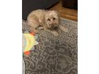 Adopt Sofie a Red/Golden/Orange/Chestnut Goldendoodle / Mixed dog in Coraopolis