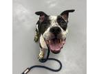 Adopt Bank a Black Pit Bull Terrier / Mixed dog in Philadelphia, PA (38972093)
