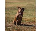Adopt Mitzi a Brown/Chocolate Plott Hound / Mixed dog in Houston, TX (38968911)