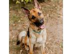 Adopt Nona a Tan/Yellow/Fawn German Shepherd Dog / Mixed Breed (Medium) / Mixed