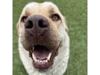 Adopt Bear a White - with Tan, Yellow or Fawn Anatolian Shepherd / Mixed dog in