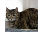 Adopt Diamond a Tortoiseshell Domestic Shorthair / Mixed cat in LaGrange