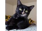 Adopt Elizabeth a Tortoiseshell Domestic Shorthair / Mixed cat in LaGrange