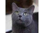 Adopt Sassy a Gray or Blue Domestic Shorthair / Mixed cat in LaGrange