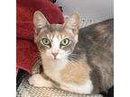 Adopt Bao Bun a Gray or Blue Domestic Shorthair / Mixed cat in Austin