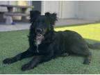 Adopt Liz a Black Border Collie dog in San Diego, CA (38949522)