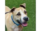 Adopt Chance a White - with Tan, Yellow or Fawn Pit Bull Terrier / Mixed dog in