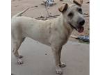 Adopt Osa a Tan/Yellow/Fawn Shar Pei / Mixed dog in El Paso, TX (38962985)
